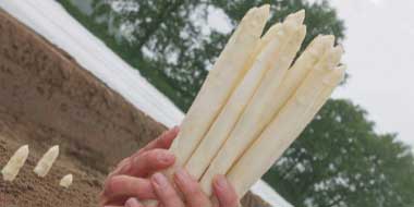 genius asperge home