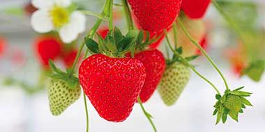 marvella fraise home